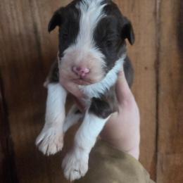 Male 4 - Red tri-color male Aussiedoodle puppy in Mouth Of Wilson, Virginia from Holly Ridge Aussies, Aussiedoodles & Corgis