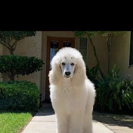 Chihuahua and Poodle Puppies from October Glory Standard Poodles