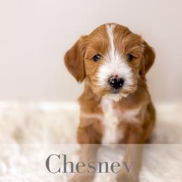 Chesney - Red  male Goldendoodle puppy in Melba, Idaho from KZ Doodles