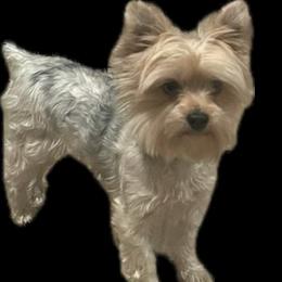 Joie - Yorkshire Terrier