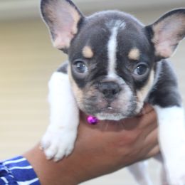 French Bulldog Puppies from Luvia Anderson