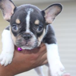 French Bulldog Puppies from Luvia Anderson