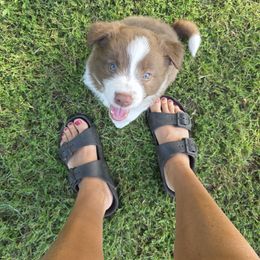 Jesper - White and red male Border Collie puppy in Ripley, Oklahoma from Adventure5 Border Collies