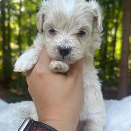 Wyatt - Cream male Maltipoo puppy in Traverse City, Michigan from Riyem Wildflower Farms