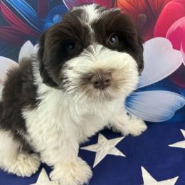 Chase - Parti male Miniature Schnauzer puppy in Sylvania, Georgia from Southern Sky Miniature Schnauzers