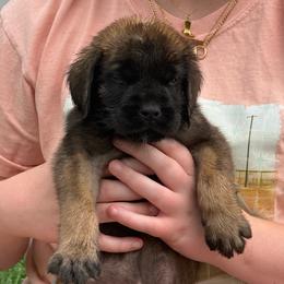Oliver - Apricot male Mastiff puppy in Sioux Falls, South Dakota from Clearbrook Mastiffs