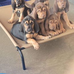 Bloodhound Puppies from KRC Ozark Mountain Bloodhounds