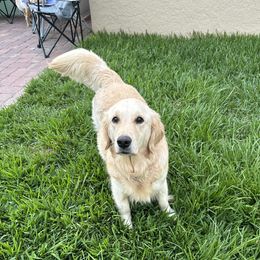 Daisy - Golden Retriever