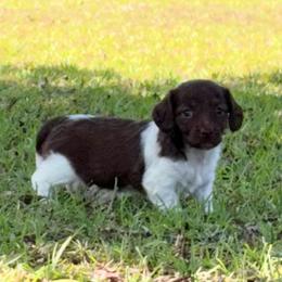 Jade - Piebald female Dachshund puppy in Aiken, South Carolina from State Eight Dachshunds