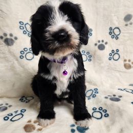 Ms. Trunchbull - Black and white female Tibetan Terrier puppy in Lane County, Oregon from Zara Tibetan Terriers