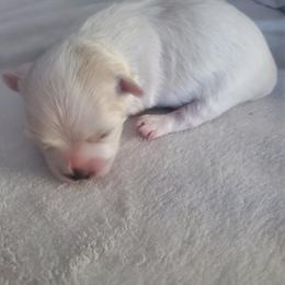 Moses - White male Maltese puppy in Chambersburg, Pennsylvania from Vazquez Maltese