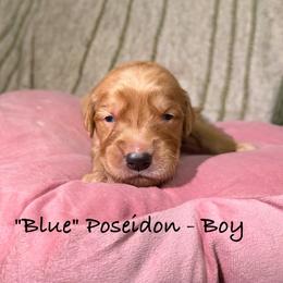 Poseidon - Dark golden male Golden Retriever puppy in Weston, Missouri from Love is Golden