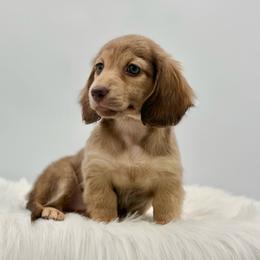 Melba - Cream female Dachshund puppy in Litchfield, Illinois from Charmm Dachshunds