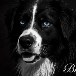 Stetson - Australian Shepherd