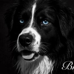 Stetson - Australian Shepherd