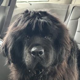 Stella Rose - Newfoundland