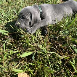 Weimaraner Puppies from Georgia Line Weimaraners