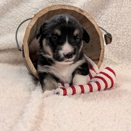 Pembroke Welsh Corgi Puppies from Cozy Hearth Cogis