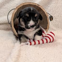 Pembroke Welsh Corgi Puppies from Cozy Hearth Cogis