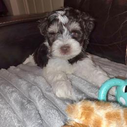 Bentley - Parti male Miniature Schnauzer puppy in Graham, Washington from Kristy's French Bulldogs & Mini Schnauzers