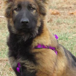German Shepherd Puppies from Century Farms