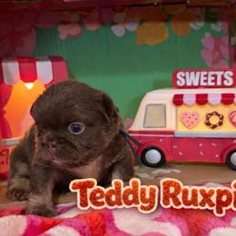 Teddy Ruxpin - Tricolors male French Bulldog puppy in Glendale, Arizona from Frenchiepuphub