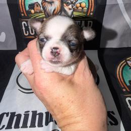 Angie - Black sabled fawn female Chihuahua puppy in Palmyra, Indiana from Country Star Chihuahuas