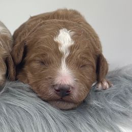 F1b Mini Boy 4 - Red  male Goldendoodle puppy in Milford, Indiana from Railway Acres Kennel