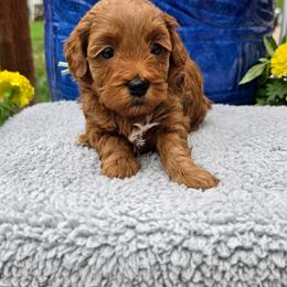 Pisces - Red  female Goldendoodle puppy in Syracuse, Utah from Just Doodling Dogs