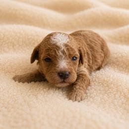 Boy 3 - Red  male Poodle puppy in Eckert, Colorado from High Desert Poodles