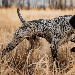 German Shorthaired Pointers from Zion Shorthairs
