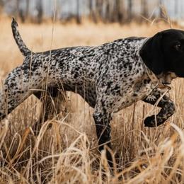 German Shorthaired Pointers from Zion Shorthairs