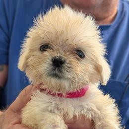 Kimba - Cream female Lhasa Apso puppy in Fort Worth, Texas from Cynthia's Lhasa Apsos