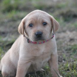 Boykin Spaniel and Labrador Retriever Puppies from Triple Creek Kennel