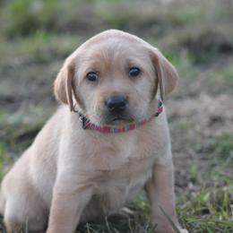 Boykin Spaniel and Labrador Retriever Puppies from Triple Creek Kennel