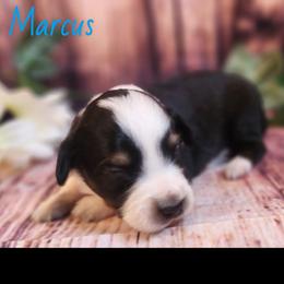 Marcus - Black tri male Miniature Australian Shepherd puppy in Macomb, Missouri from Faunus Farms and Aussies