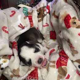 Siberian Husky Puppies from McDonald's Homegrown Huskies