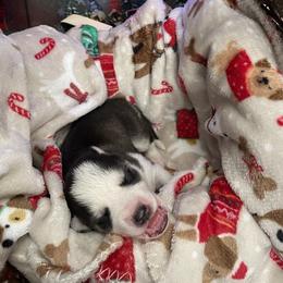 Siberian Husky Puppies from McDonald's Homegrown Huskies