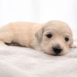 Praline (Purple) Limited AKC (Individual pics coming at 3 weeks) - Cream female Dachshund puppy in Nashville, Tennessee from Farmhouse Sausages - Located in TN delivers all over US