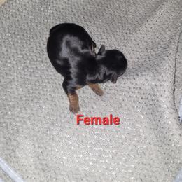 Girl 1 - Black and tan female Yorkshire Terrier puppy in Adams, North Dakota from Mathiasons Little Barkers