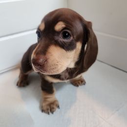 Chocolate cream boy - Chocolate and cream Dachshund puppy in Liberty, South Carolina from Golden Creek Miniature Farm