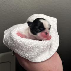Gir 1 - Black and white female Japanese Chin puppy in Little Rock, Arkansas from Montra Japanese Chin & Cavalier King Charles Spaniels