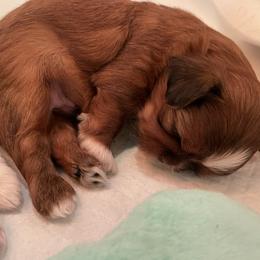 Shih Tzu Puppies from Aloha Shih Tzu