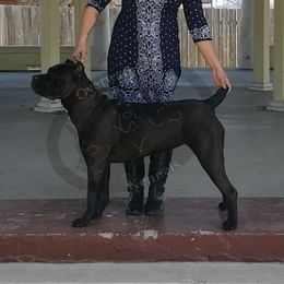 Jazzy - Cane Corso
