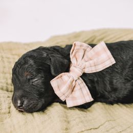 Red Boy - Phantom male Bernedoodle puppy in Mckinney, Texas from Doodles of North Tx