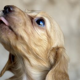 Owl - Cream Dachshund puppy in Bluff City, Tennessee from Sidanelv Dachshunds
