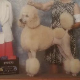 Poodles from Bella Standard Poodles