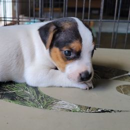 Boy 2 - Jack Russell Terrier puppy in Robstown, Texas from Smokin Pistol Jack Russell Terriers