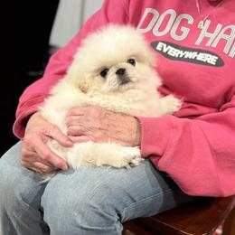 Boy 2 - male Pekingese puppy in West Des Moines, Iowa from Happy Tail Pekingese