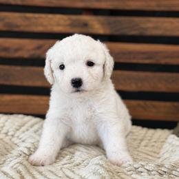Reba - White female Sheepadoodle puppy in Norwood, Missouri from Neuroth Pup Co.